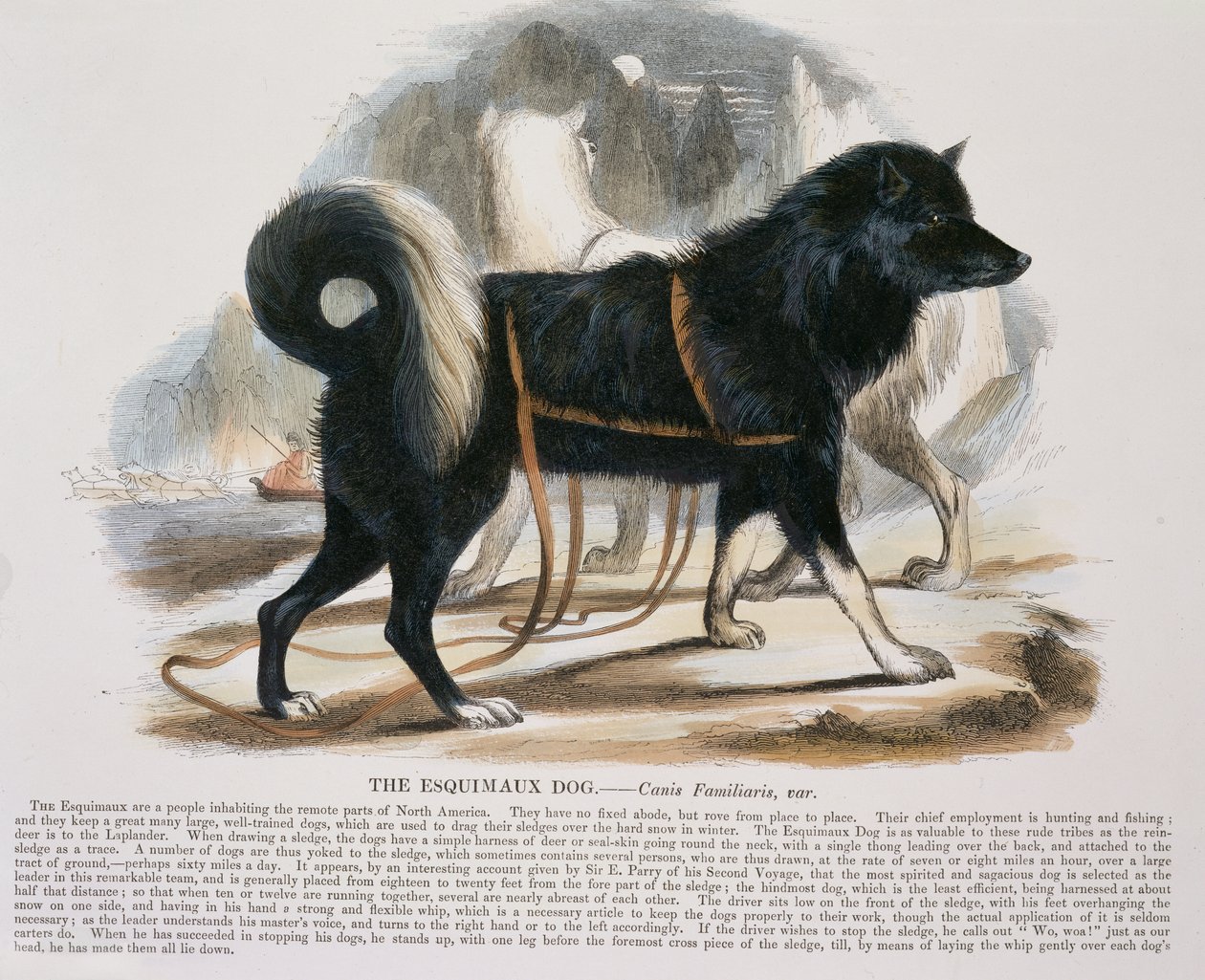 Esquimaux Dog (Canis familiaris) pedagogisk illustrasjonspub. av Society for Promoting Christian Knowledge, 1843 (akvatint) av Josiah Wood Whymper