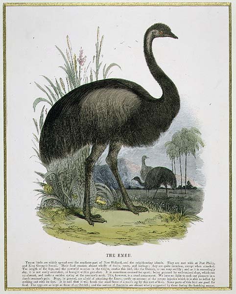 The Emu, pedagogisk illustrasjonspub. av Samfundet for Fremme av Kristendomskunnskap av Josiah Wood Whymper
