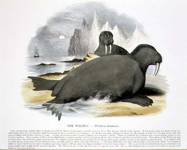 The Walrus (Trichecus rosmarus) pedagogisk illustrasjonspub. av Samfundet for Fremme av Kristendomskunnskap av Josiah Wood Whymper
