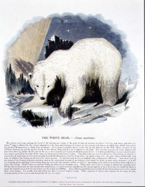 The White Bear (Ursus maritimus) pedagogisk illustrasjonspub. av Samfundet for Fremme av Kristendomskunnskap av Josiah Wood Whymper