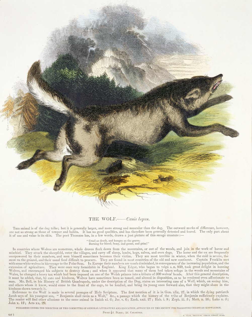 The Wolf (Canis lupus) pedagogisk illustrasjonspub. av Society for Promoting Christian Knowledge, 1843 (akvatint) av Josiah Wood Whymper
