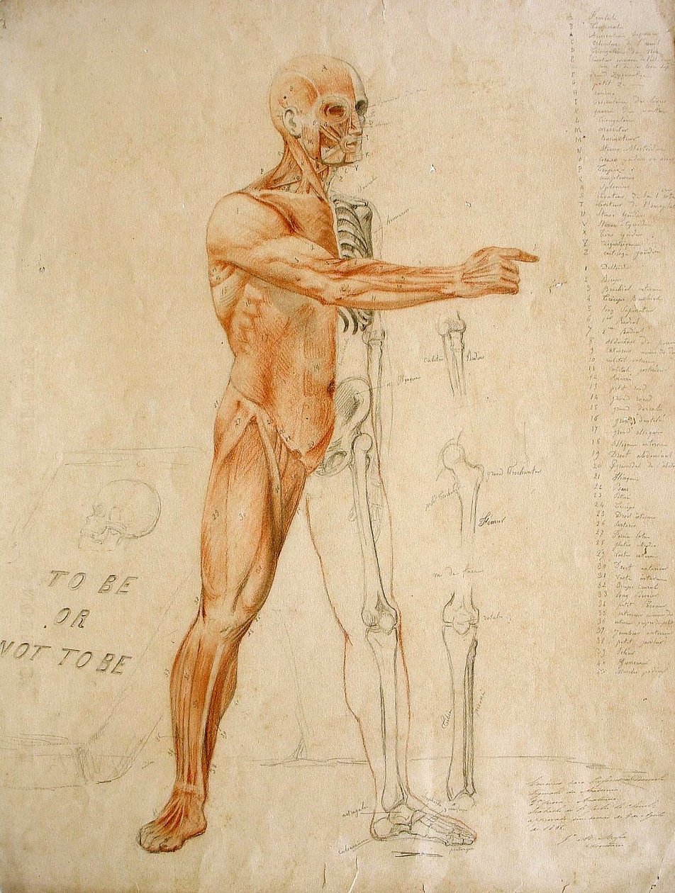 anatomisk tegning av Jules Le Chevrel