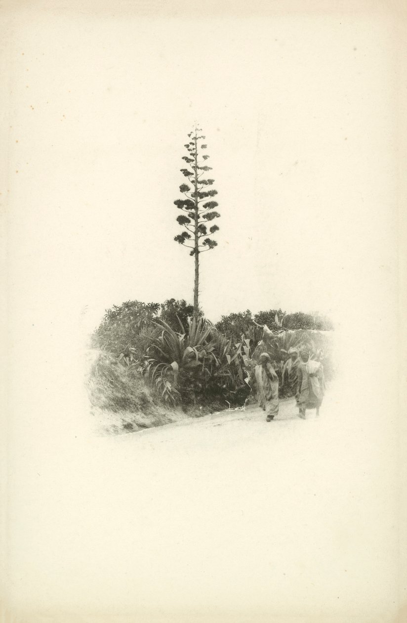 Et av Jules Gervais-Courtellemonts utsikter over Algerie (s/h-bilde) av Jules (after) Gervais-Courtellemont