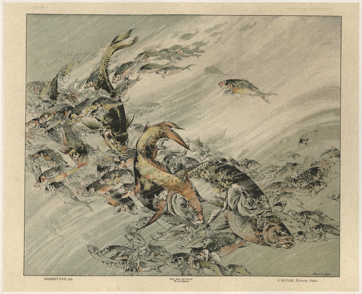 Fishes, plate 7 fra 