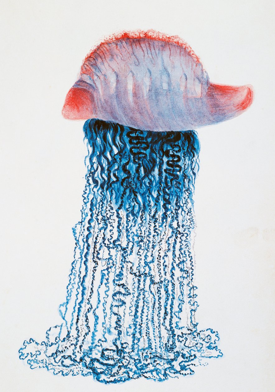 Medusa (Physalis pelagic), Brasil, tegning av Jules Louis Lejeun (1804-1851), fra Duperreys reise rundt om i verden, av Louis Isidore Duperrey (1786-1865), Frankrike av Jules Louis Lejeun