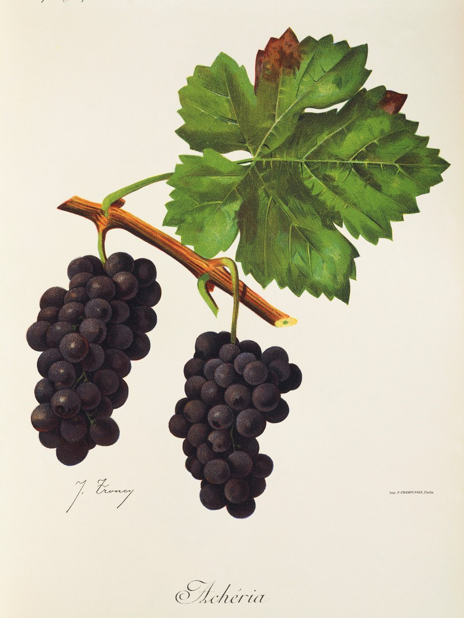 Acheria-drue av J. Troncy av Jules Troncy