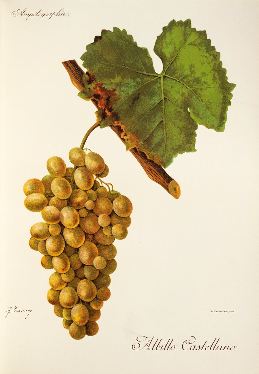 Albillo Castellano drue av J. Troncy av Jules Troncy