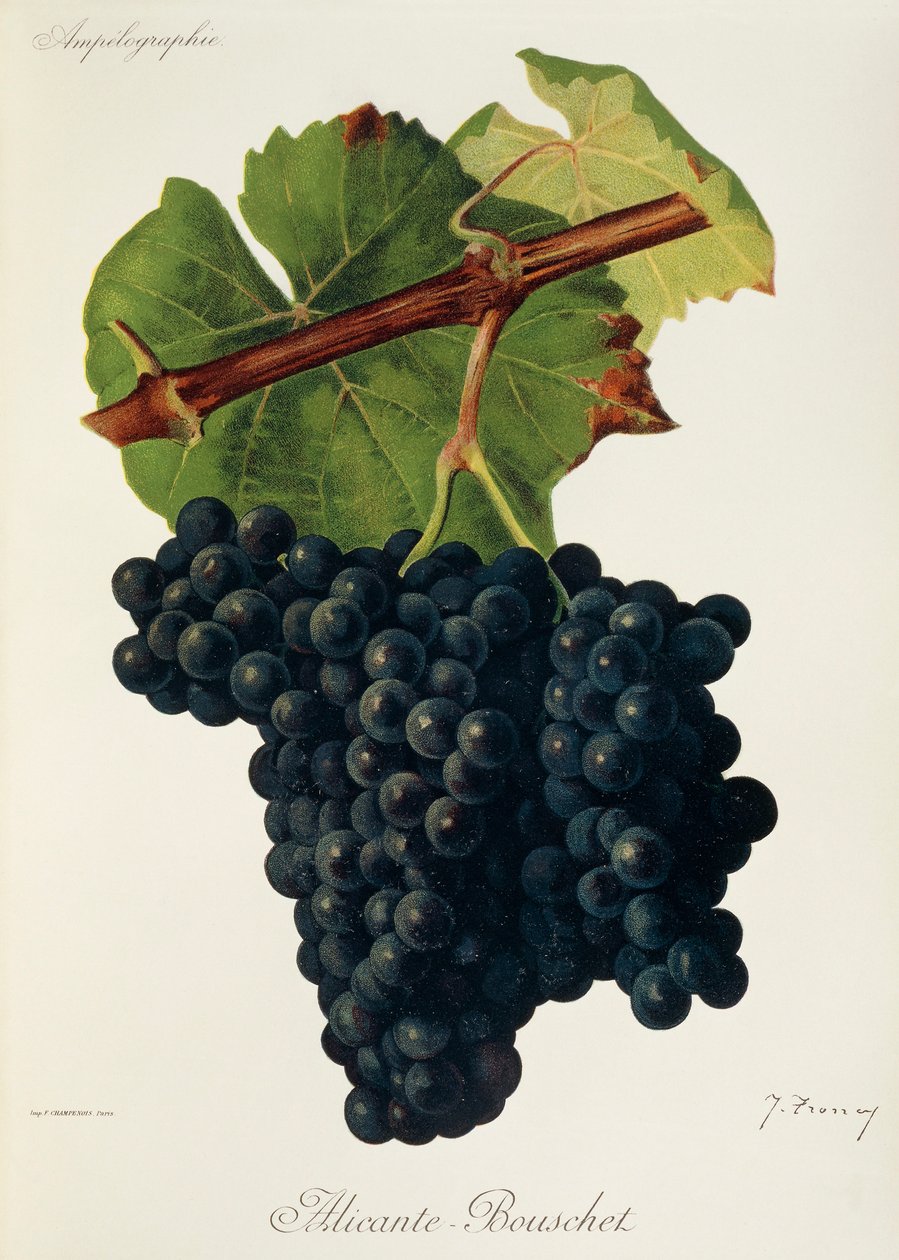 Alicante-Bouschet drue av J. Troncy av Jules Troncy