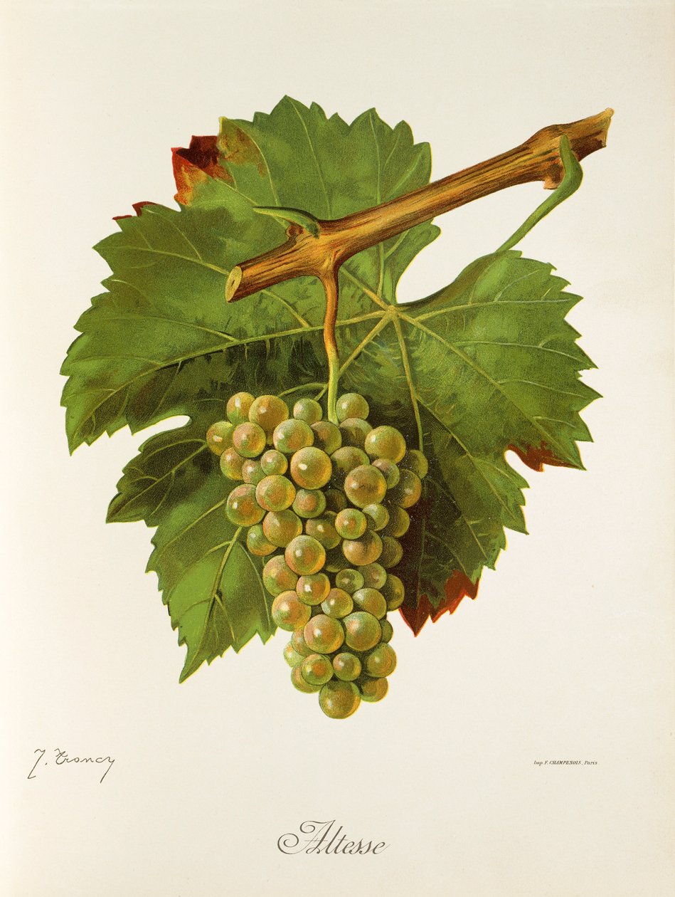 Altesse-drue av J. Troncy av Jules Troncy
