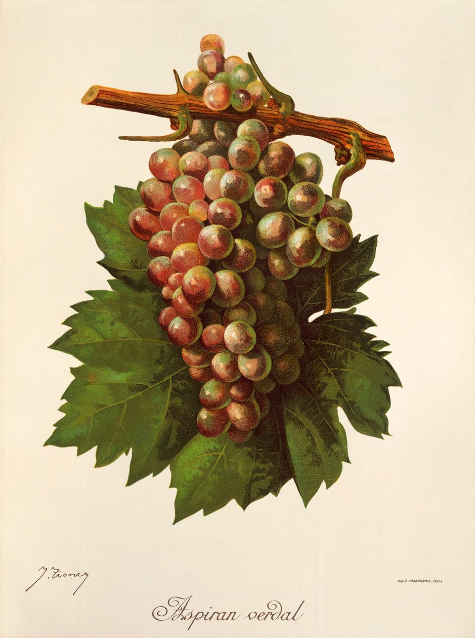 Aspiran Verdal grape by J. Troncy av Jules Troncy