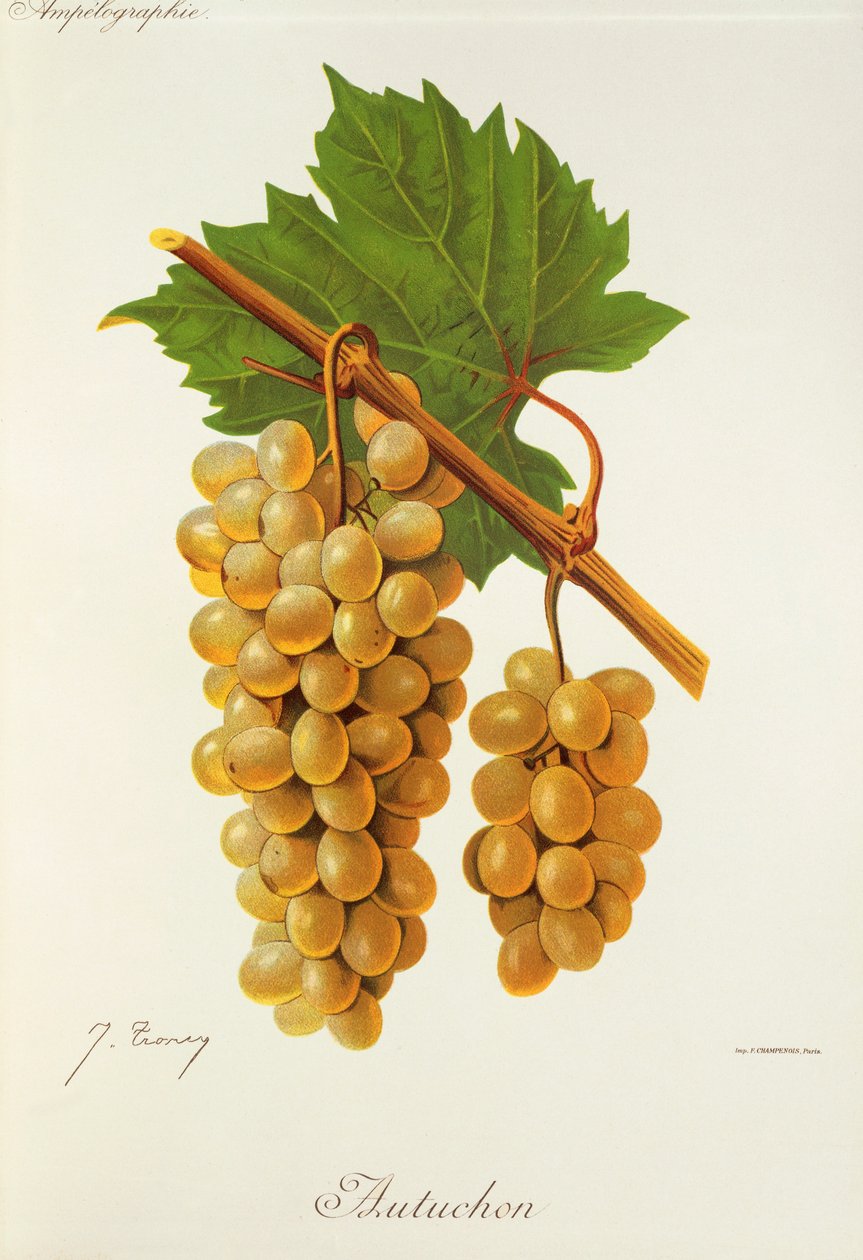 Autuchon-drue av J. Troncy av Jules Troncy
