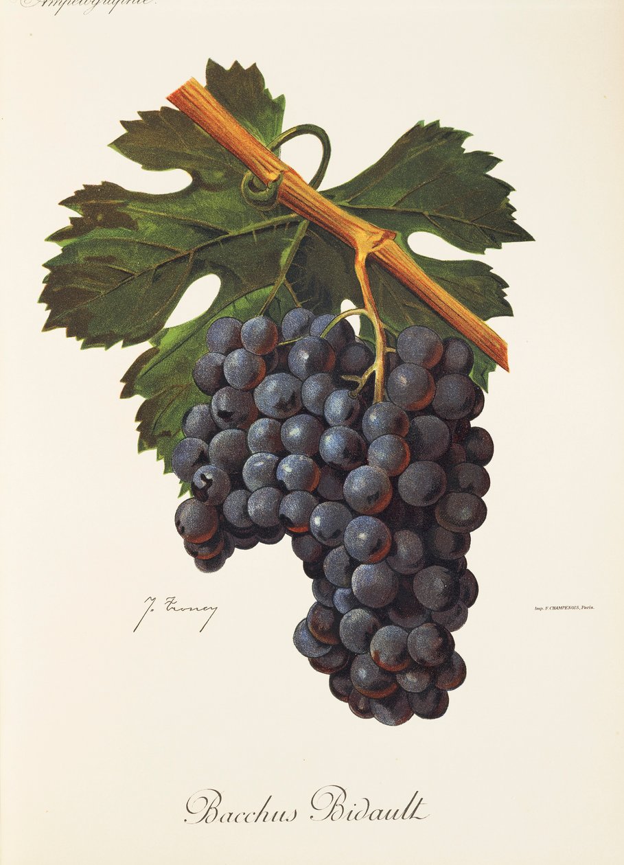 Bacchus Bidault-drue av J. Troncy av Jules Troncy