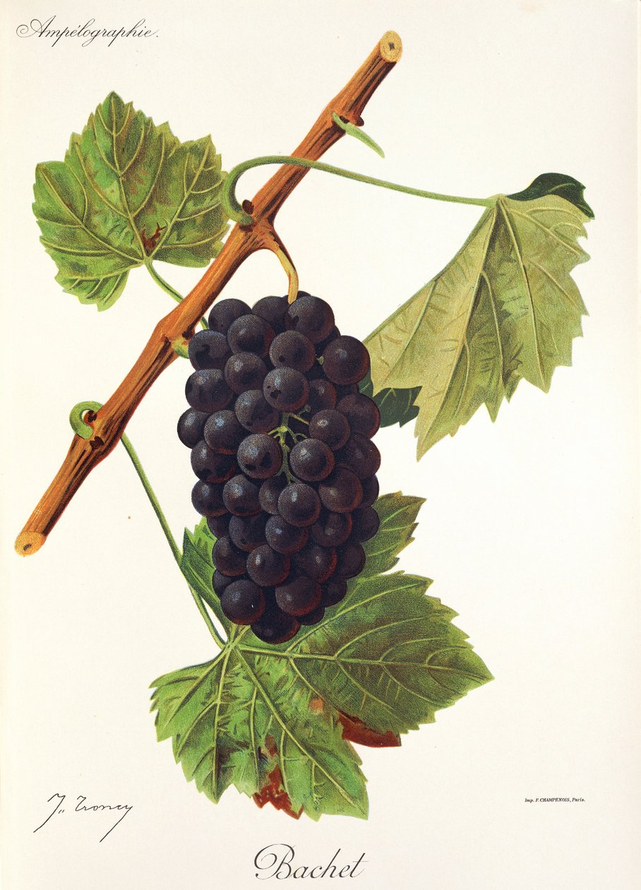 Bachet-drue av J. Troncy av Jules Troncy