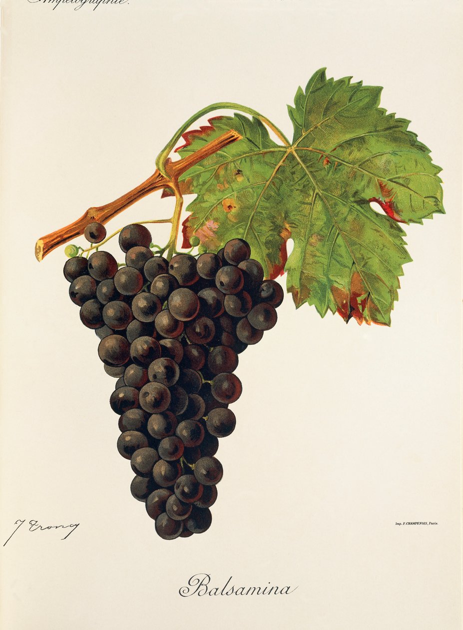 Balsaminadrue av J. Troncy av Jules Troncy