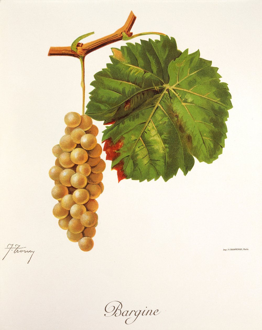 Bargine drue av J. Troncy av Jules Troncy