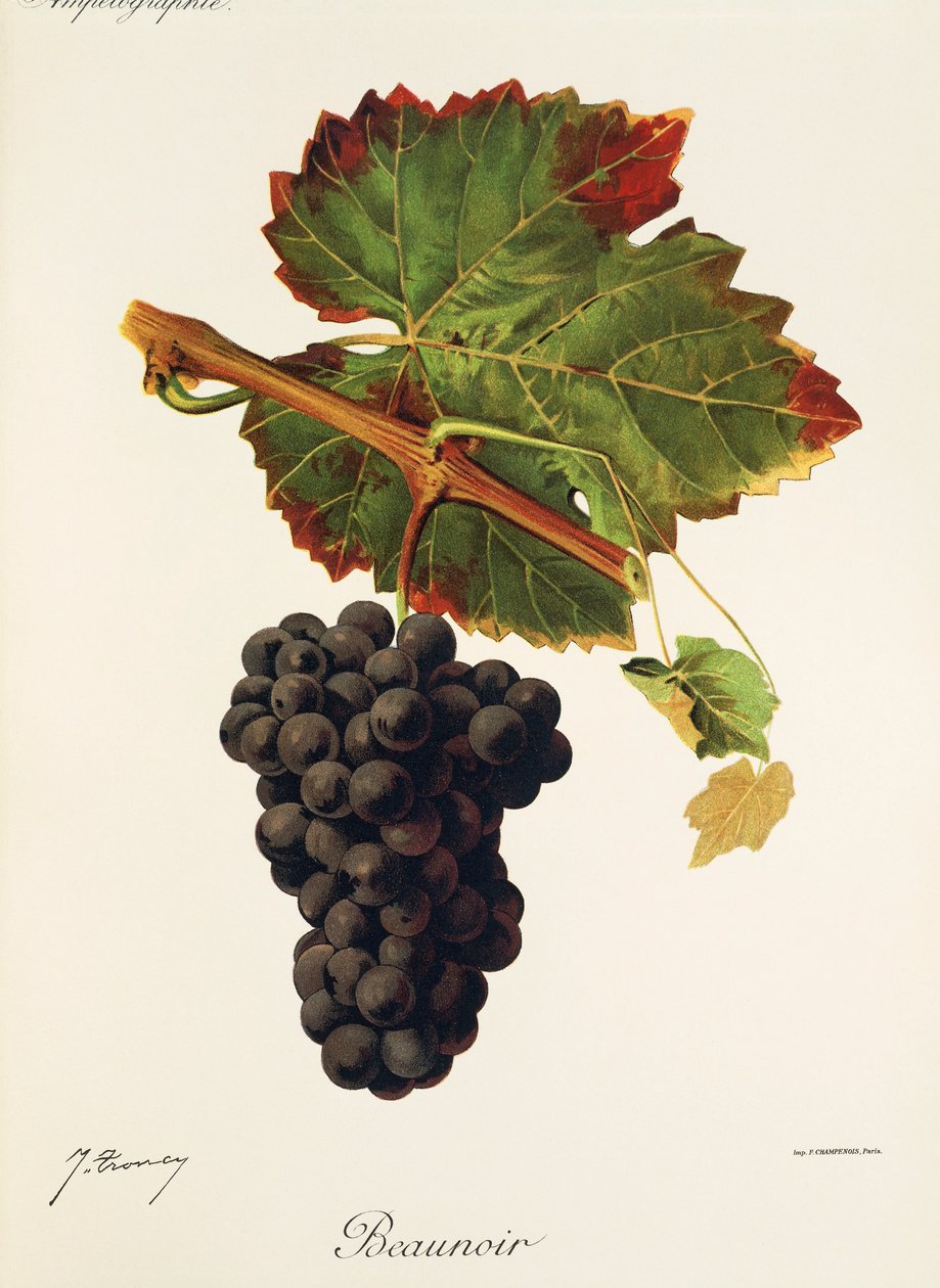 Beaunoir-drue av J. Troncy av Jules Troncy