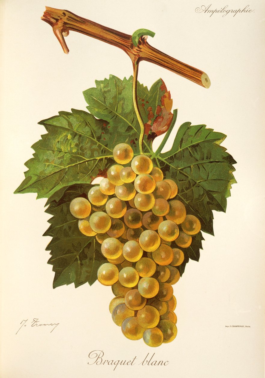 Braquet Blanc-drue av J. Troncy av Jules Troncy