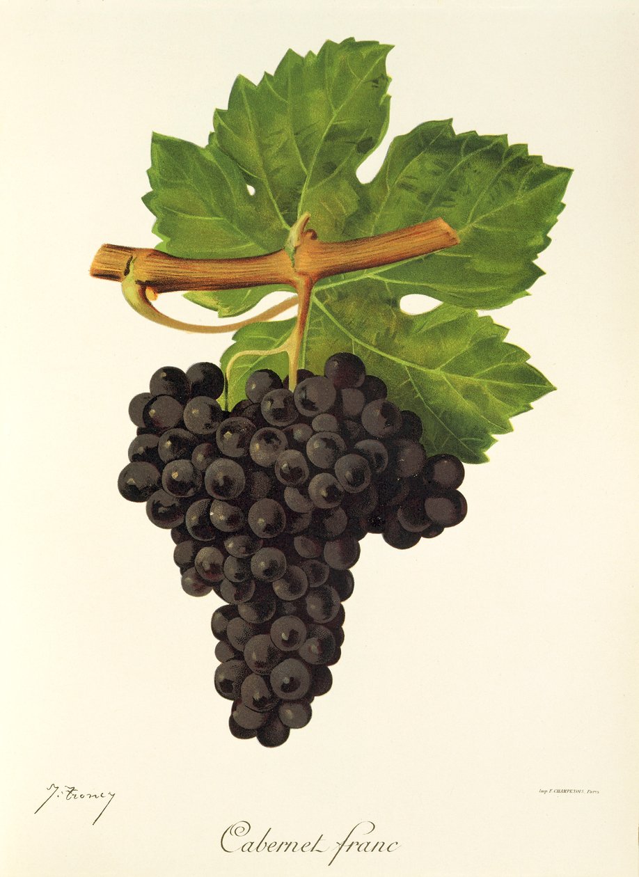 Cabernet Franc-drue av J. Troncy av Jules Troncy