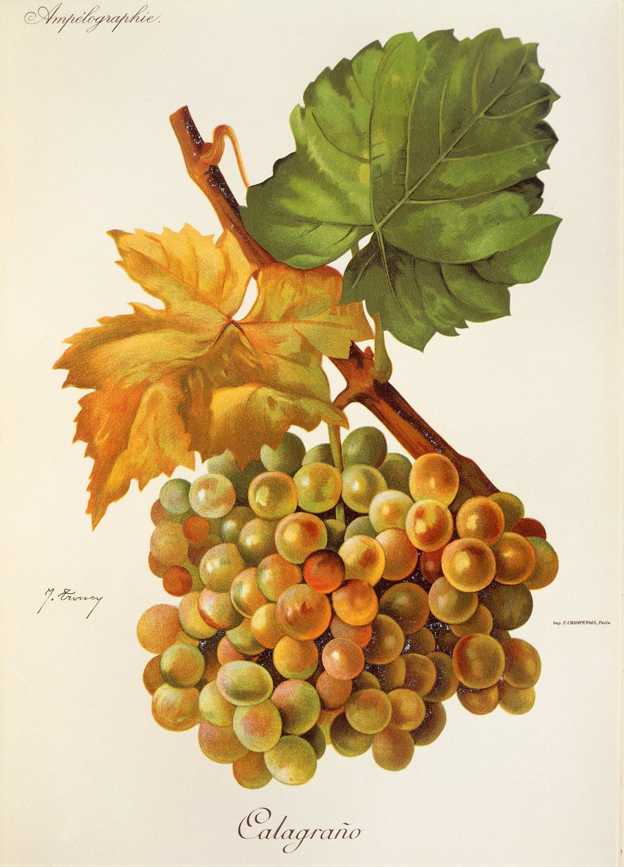Calagrano drue av J. Troncy av Jules Troncy