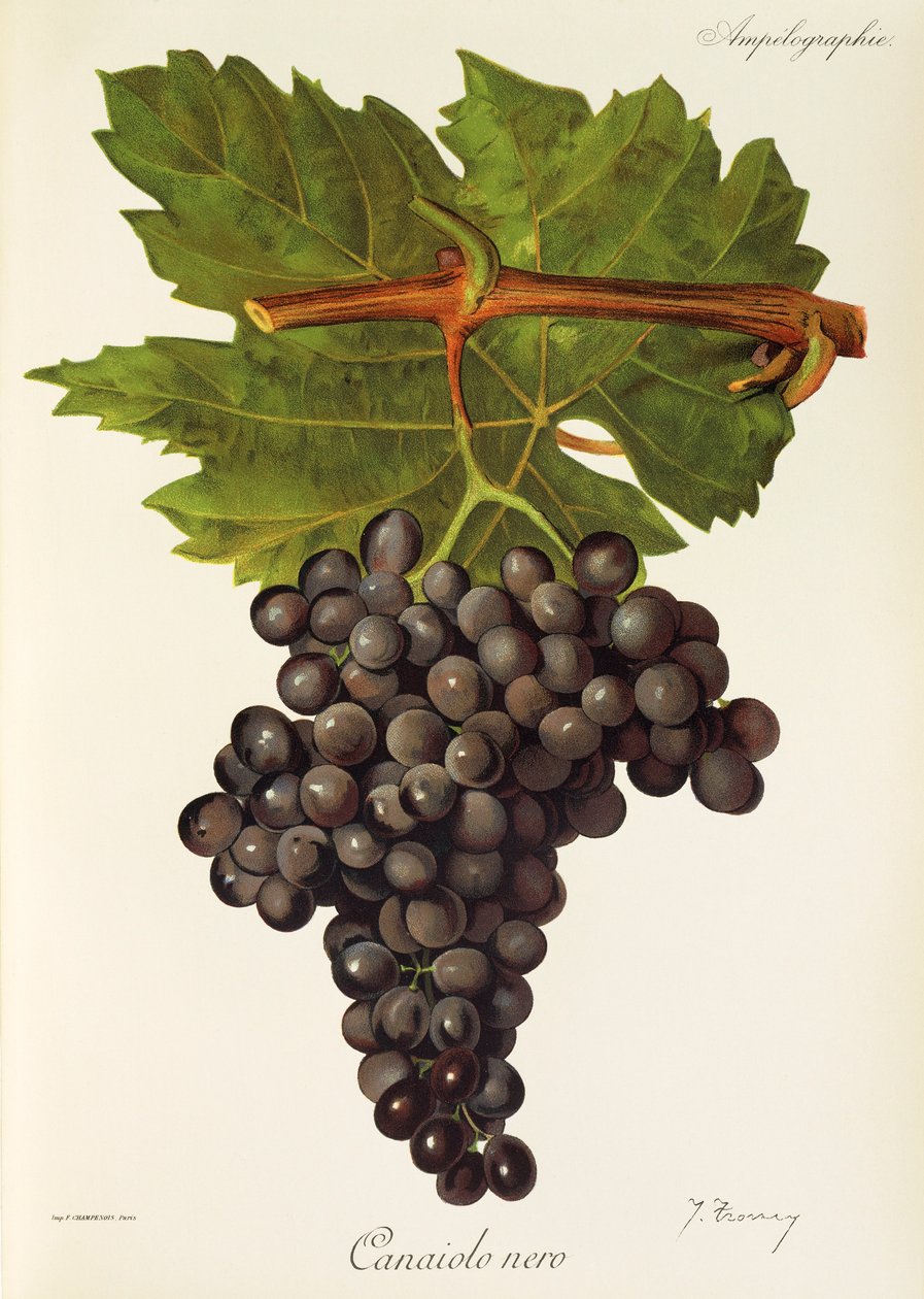 Canaiolo Nero-drue av J. Troncy av Jules Troncy