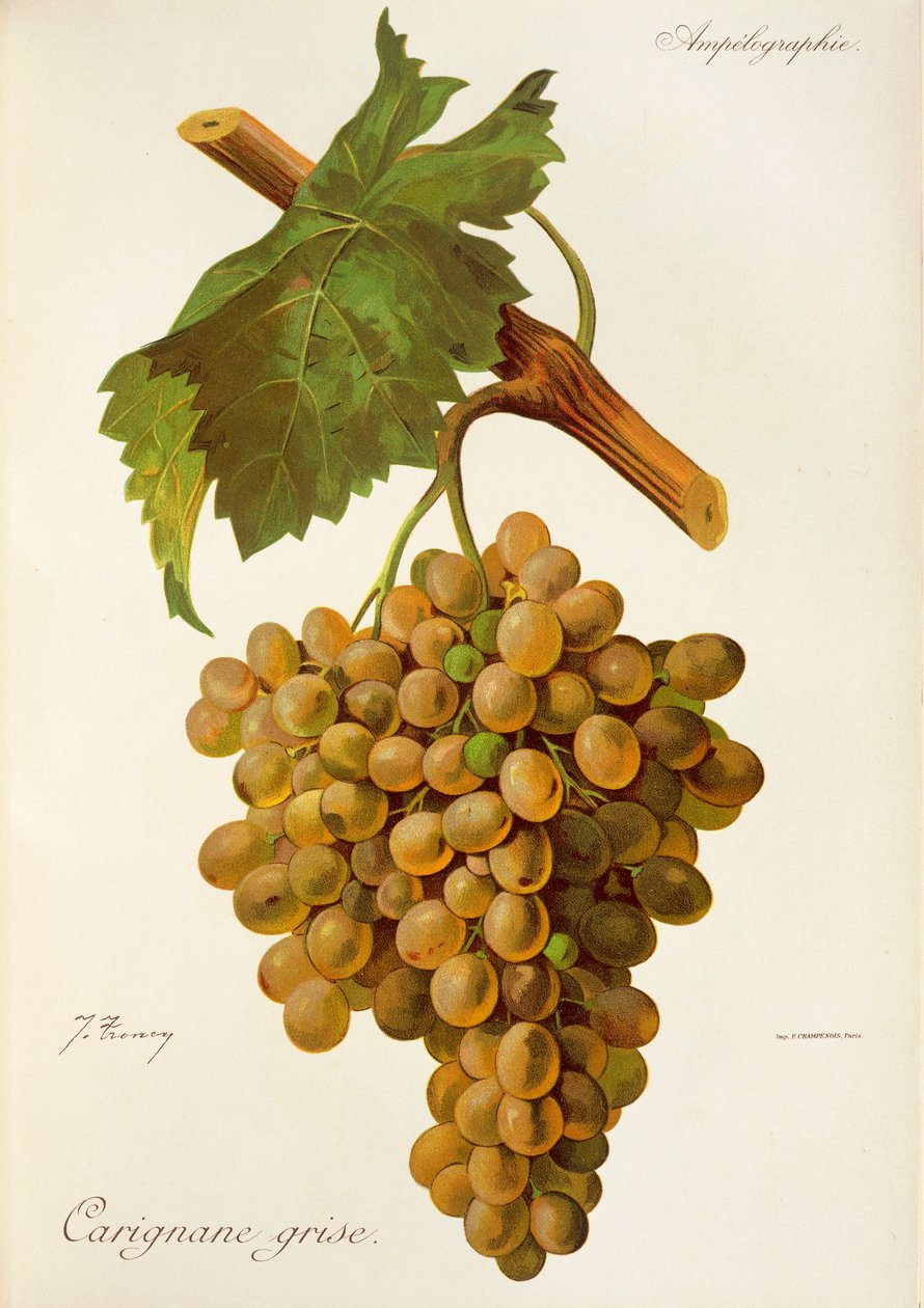 Carignane Grise grape by J. Troncy   1414228   no       norwegian Successfully Translated  Original: Lady Elizabeth Herbert Translat: Lady Elizabeth Herbert 1298204 no norwegian Successfully Translated Original: Violinspiller Translat: Violinspiller 127066 av Jules Troncy