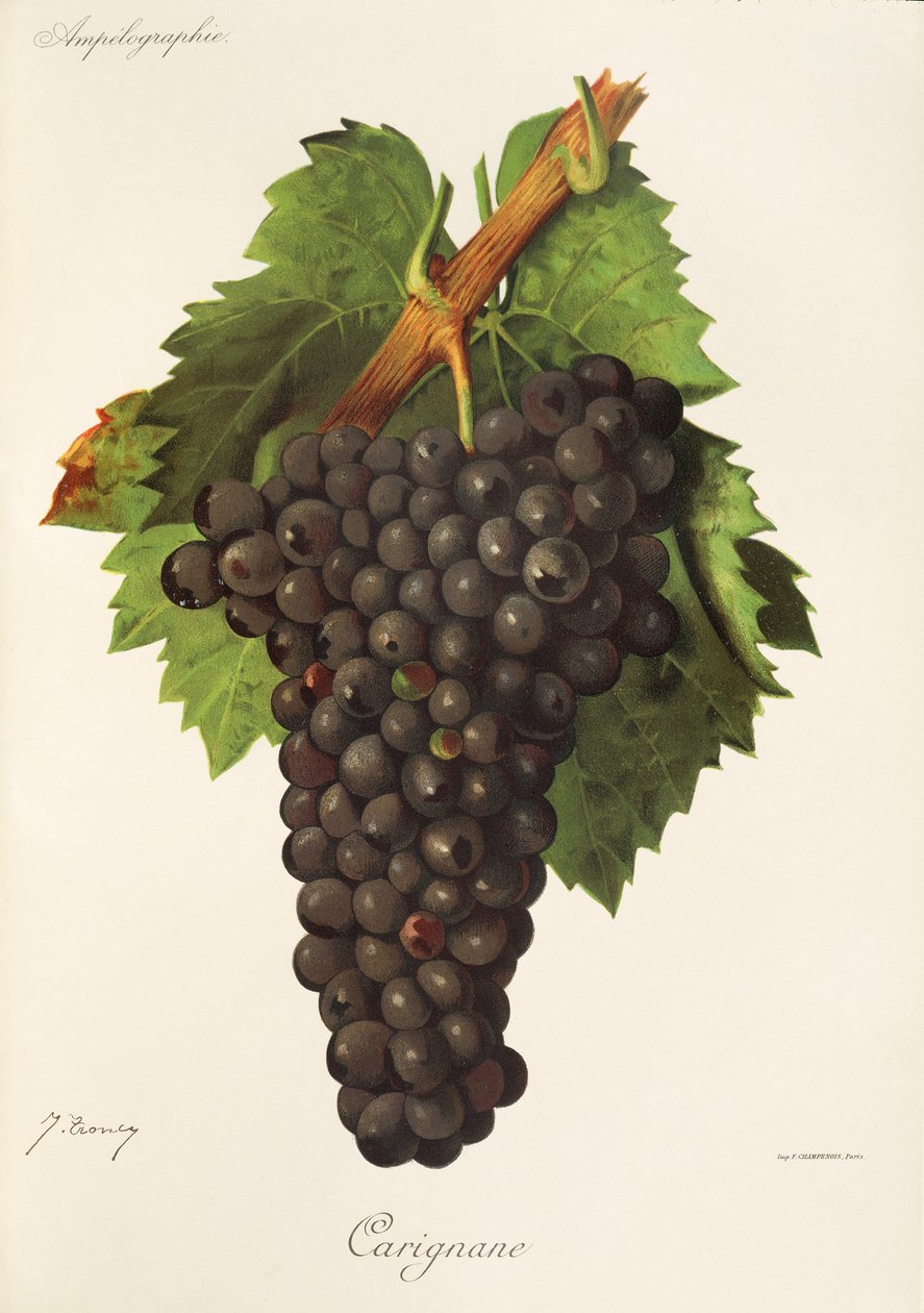 Carignane-drue av J. Troncy av Jules Troncy