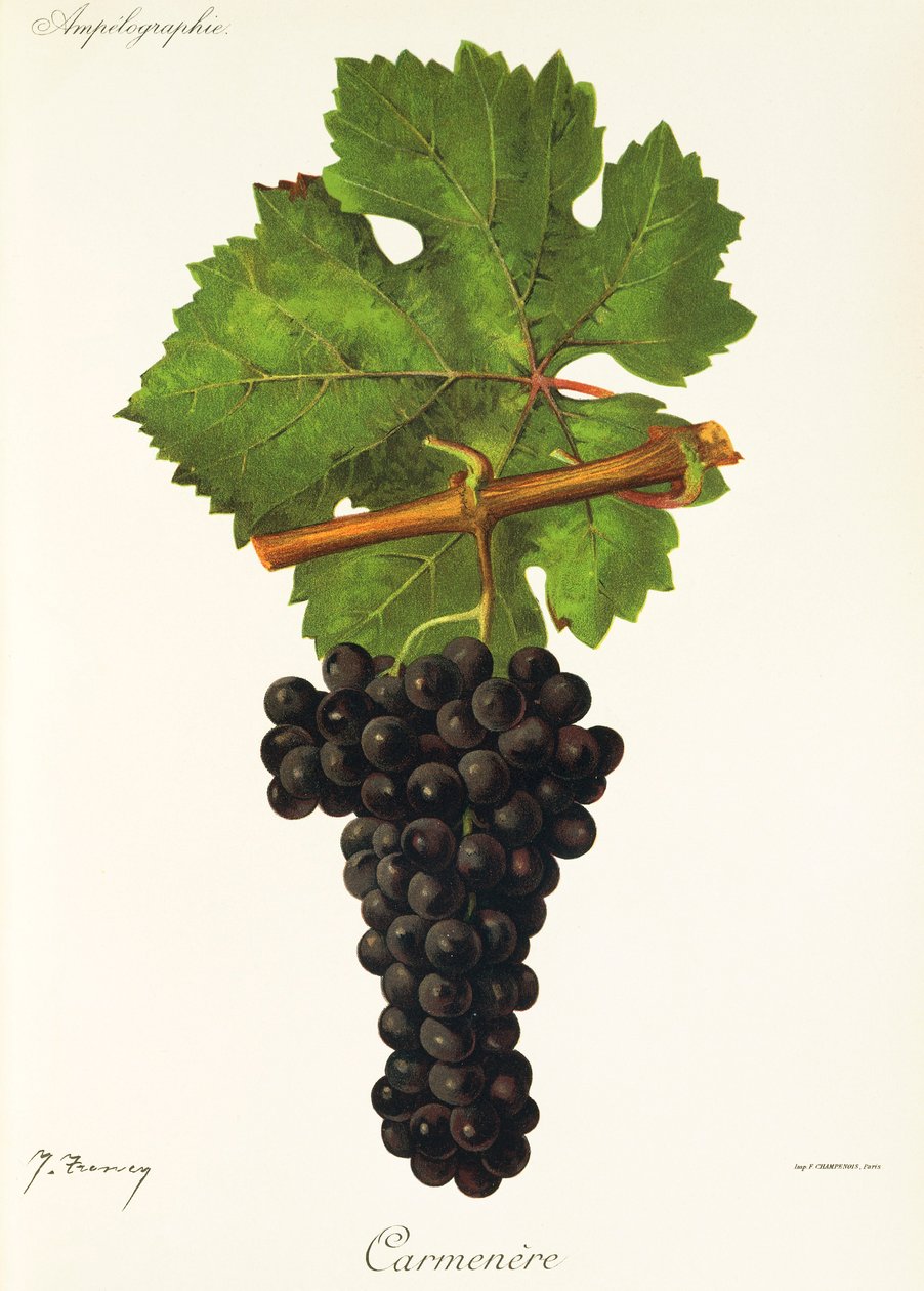 Carmenere-drue av J. Troncy av Jules Troncy
