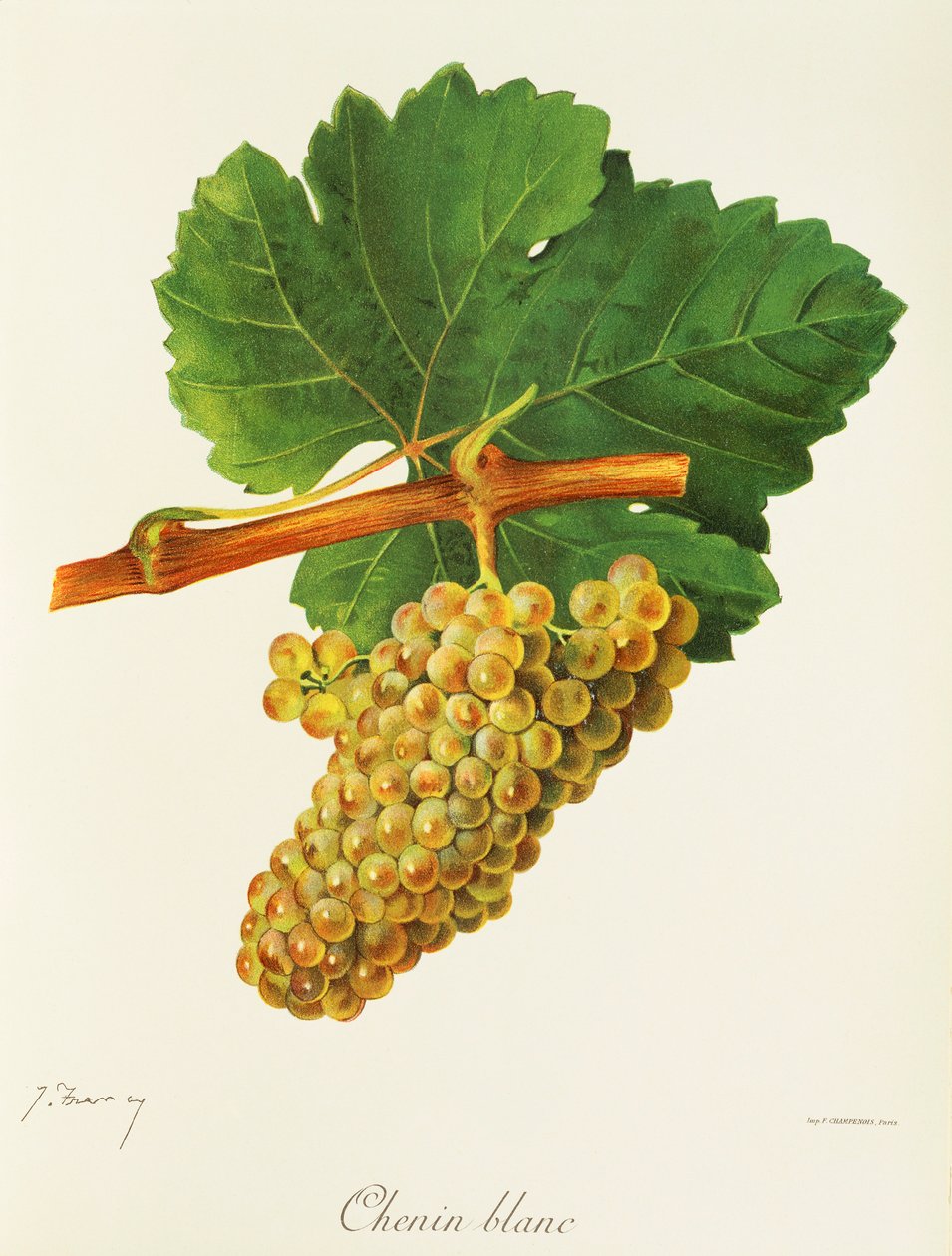 Chenin Blanc-drue av J. Troncy av Jules Troncy