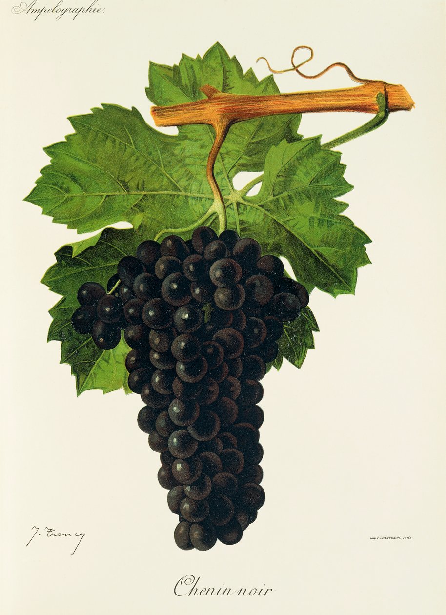 Chenin Noir-drue av J. Troncy av Jules Troncy