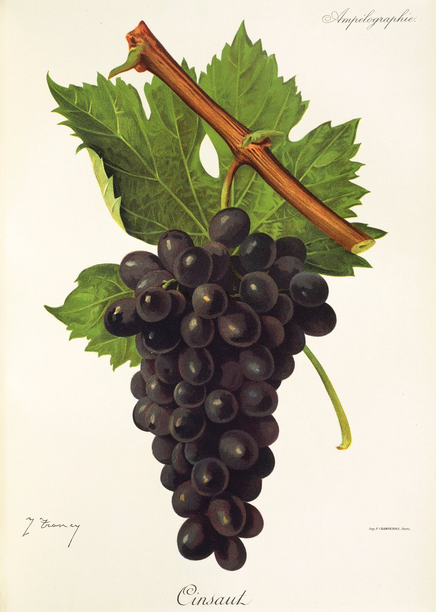 Cinsaut druer av J. Troncy av Jules Troncy