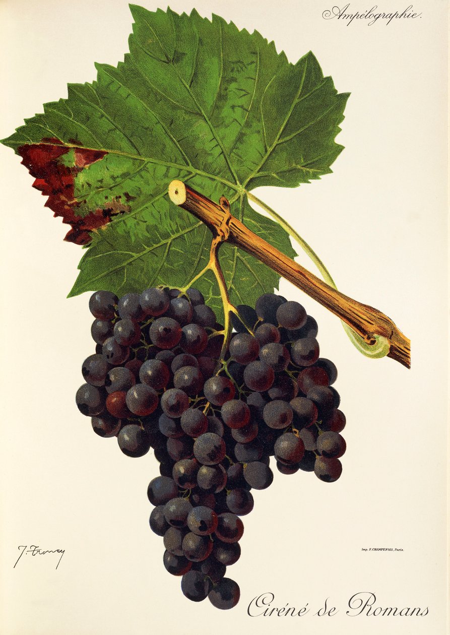 Cirene de Romans drue av J. Troncy av Jules Troncy