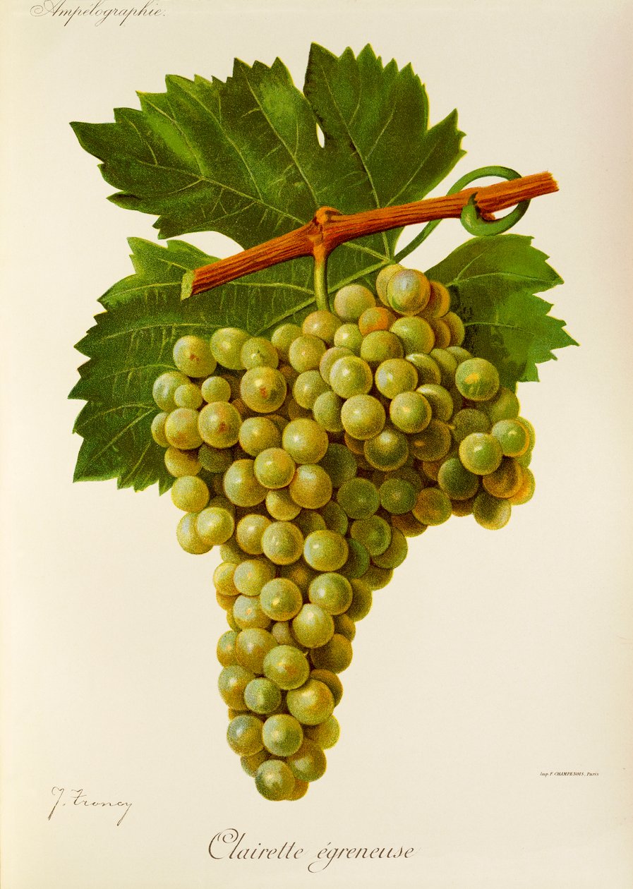 Clairette Egreneuse drue av J. Troncy av Jules Troncy