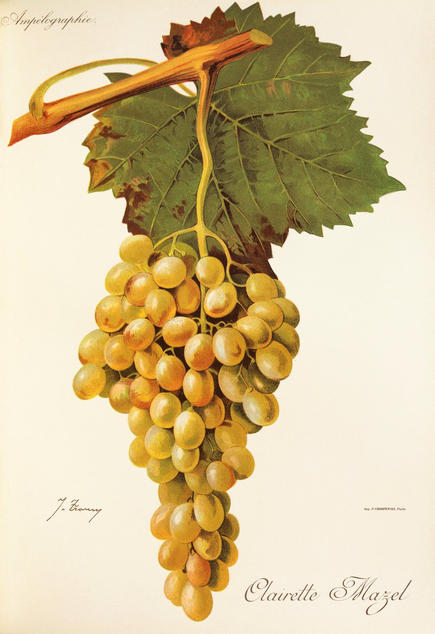 Clairette Mazel-drue av J. Troncy av Jules Troncy