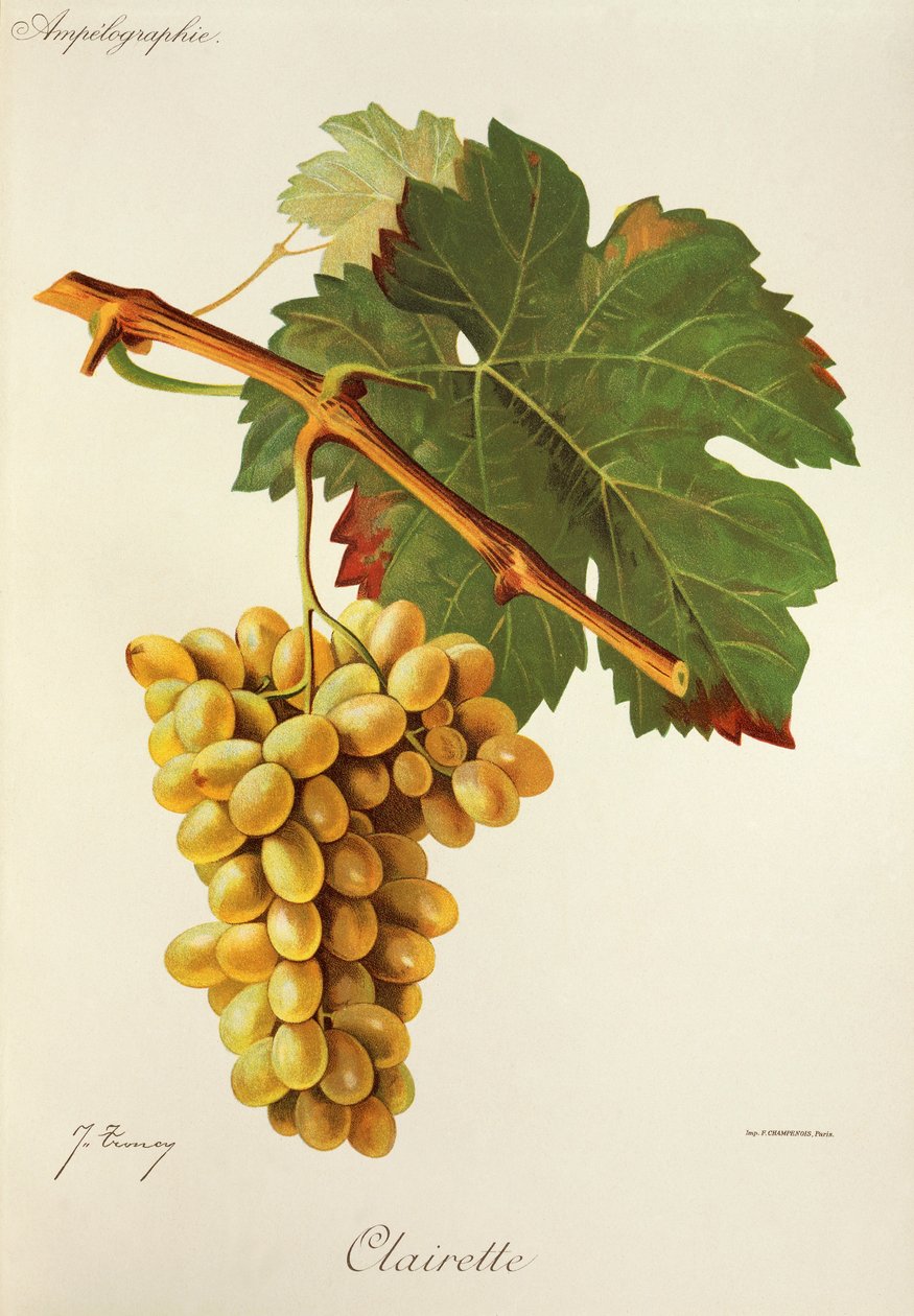 Clairette-drue av J. Troncy av Jules Troncy