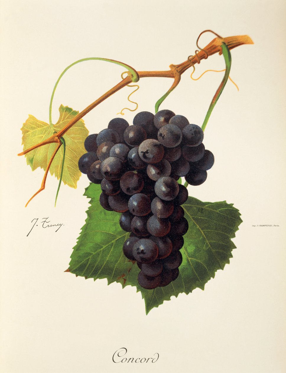 Concord grape by J. Troncy   1414898   no       norwegian Successfully Translated  Original: Une foire (A Fair) - Peinture de Sergei Ivanovich Svetoslavsky (Svetoslavski) (1857-1931), huile sur toile, art russe 19e siecle - State Art Museum, Kharkov (khark av Jules Troncy