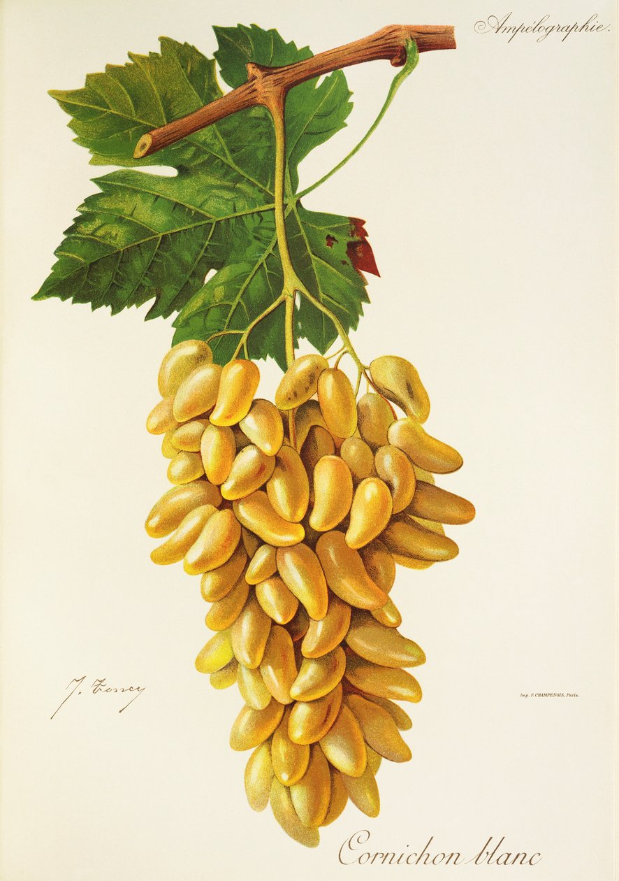 Gherkin White drue av J. Troncy av Jules Troncy