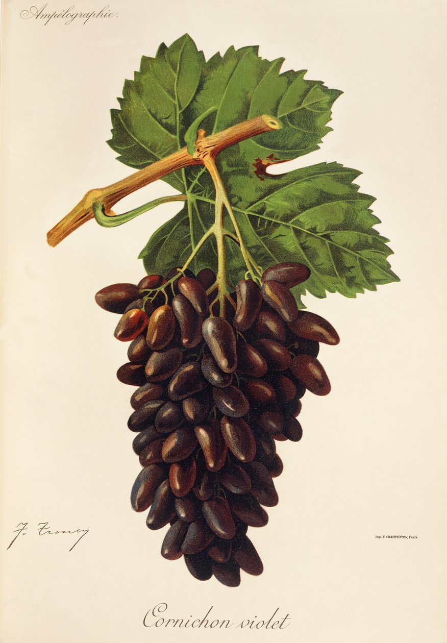 Cornichon Violet drue av J. Troncy av Jules Troncy