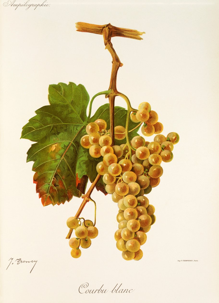 Courbu White drue av J. Troncy av Jules Troncy
