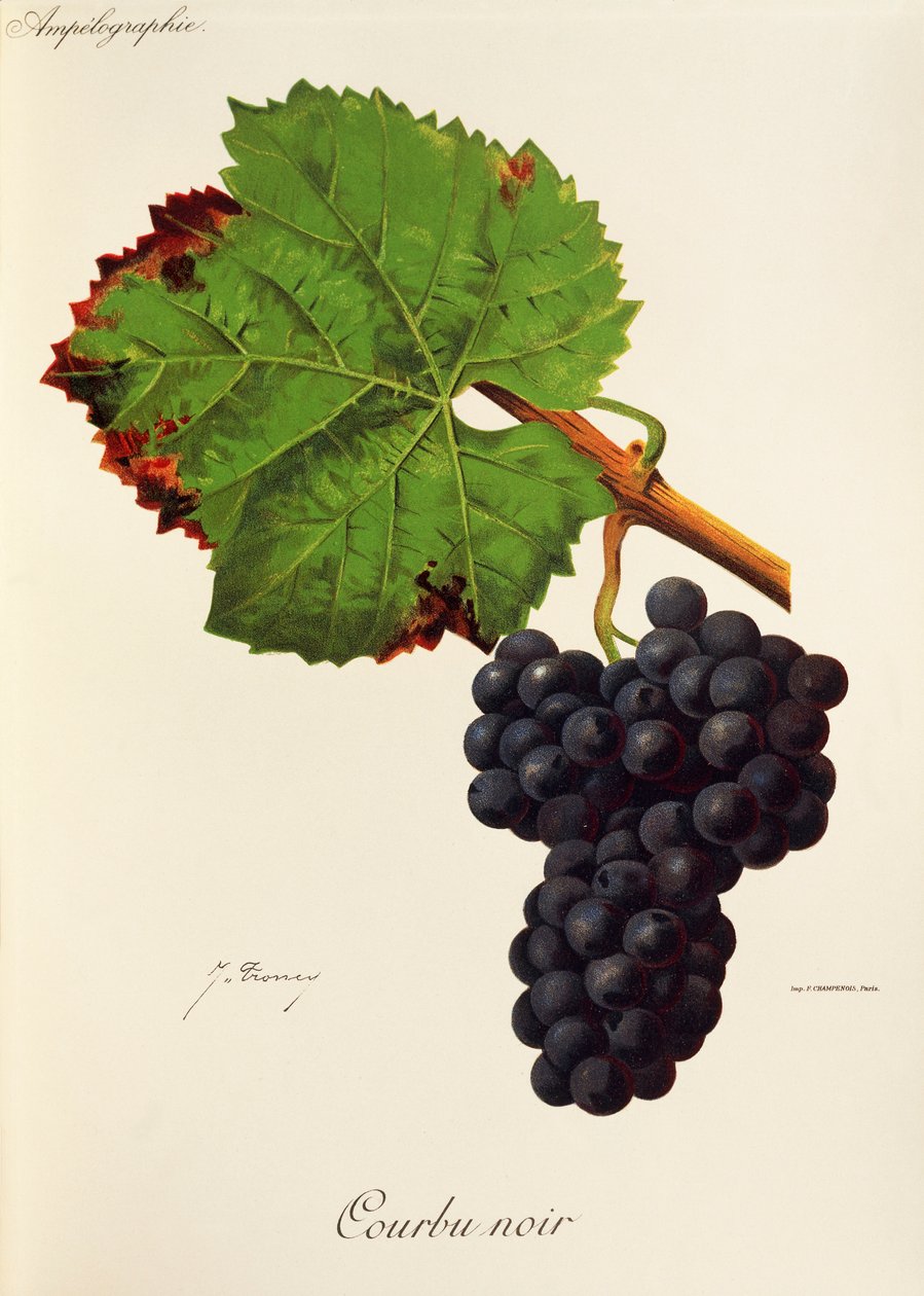 Courbu Black drue av J. Troncy av Jules Troncy