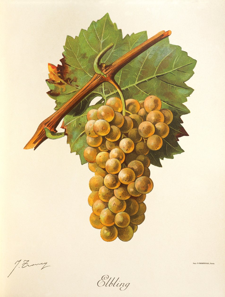 Elbling-drue av J. Troncy av Jules Troncy