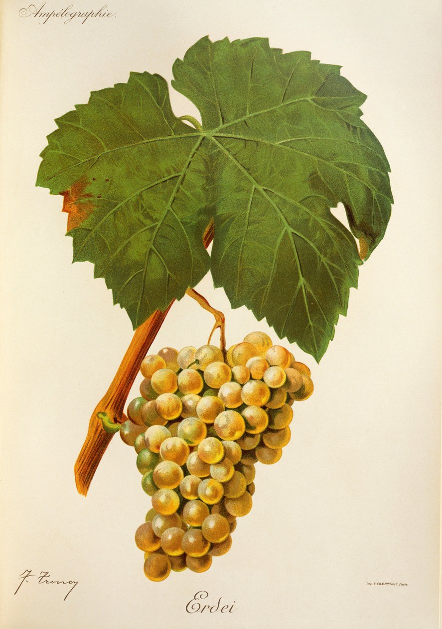 Skogdrue av J. Troncy av Jules Troncy