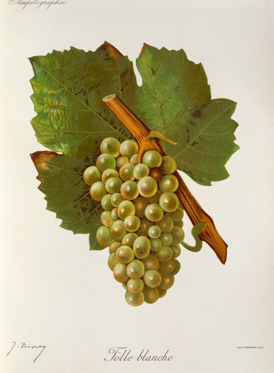 Folle Blanche drue av J. Troncy av Jules Troncy
