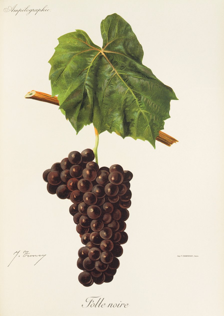 Folle Noire drue av J. Troncy av Jules Troncy