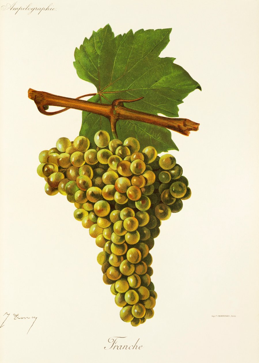 Franche-drue av J. Troncy av Jules Troncy