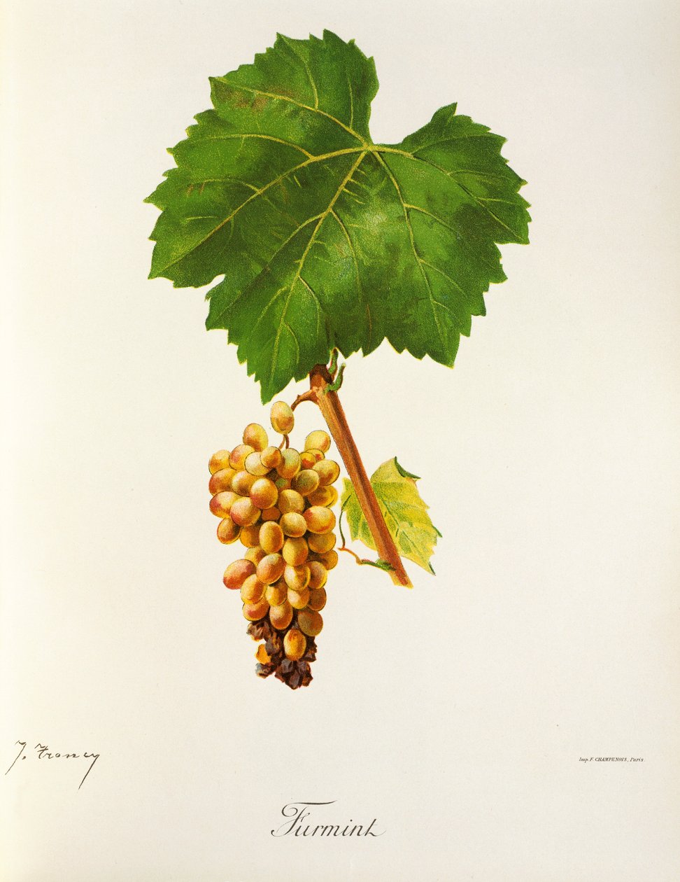 Furmint-drue av J. Troncy av Jules Troncy