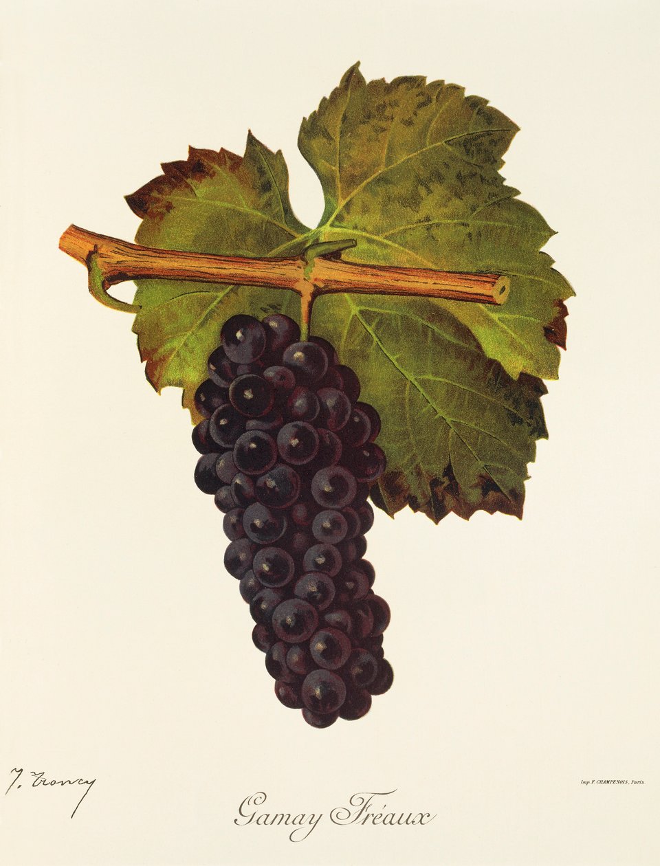 Gamay Freaux-drue av J. Troncy av Jules Troncy
