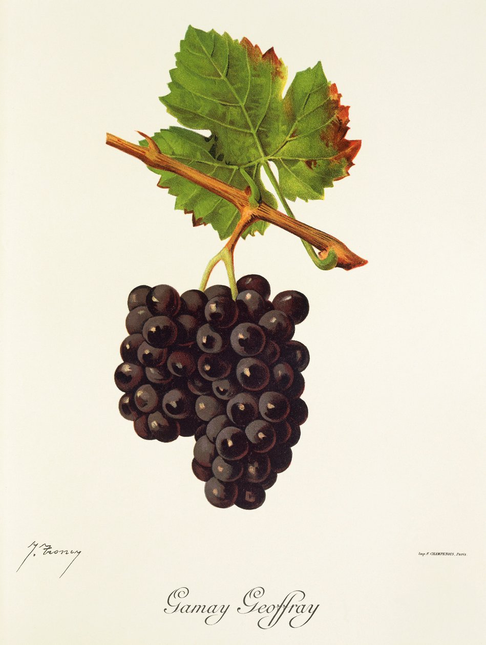 Gamay Geoffray-drue av J. Troncy av Jules Troncy