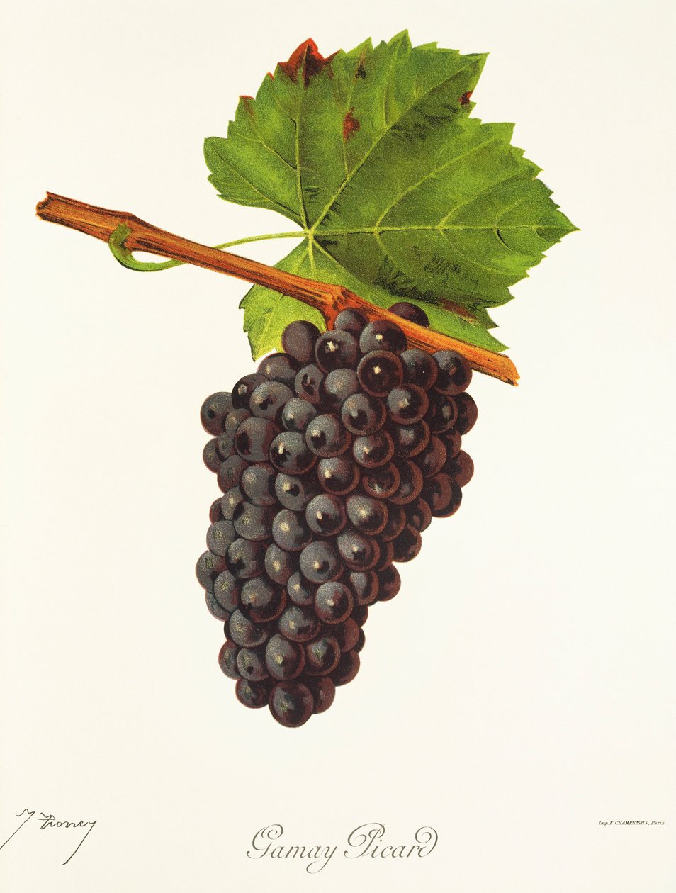Gamay Picard-drue av J. Troncy av Jules Troncy