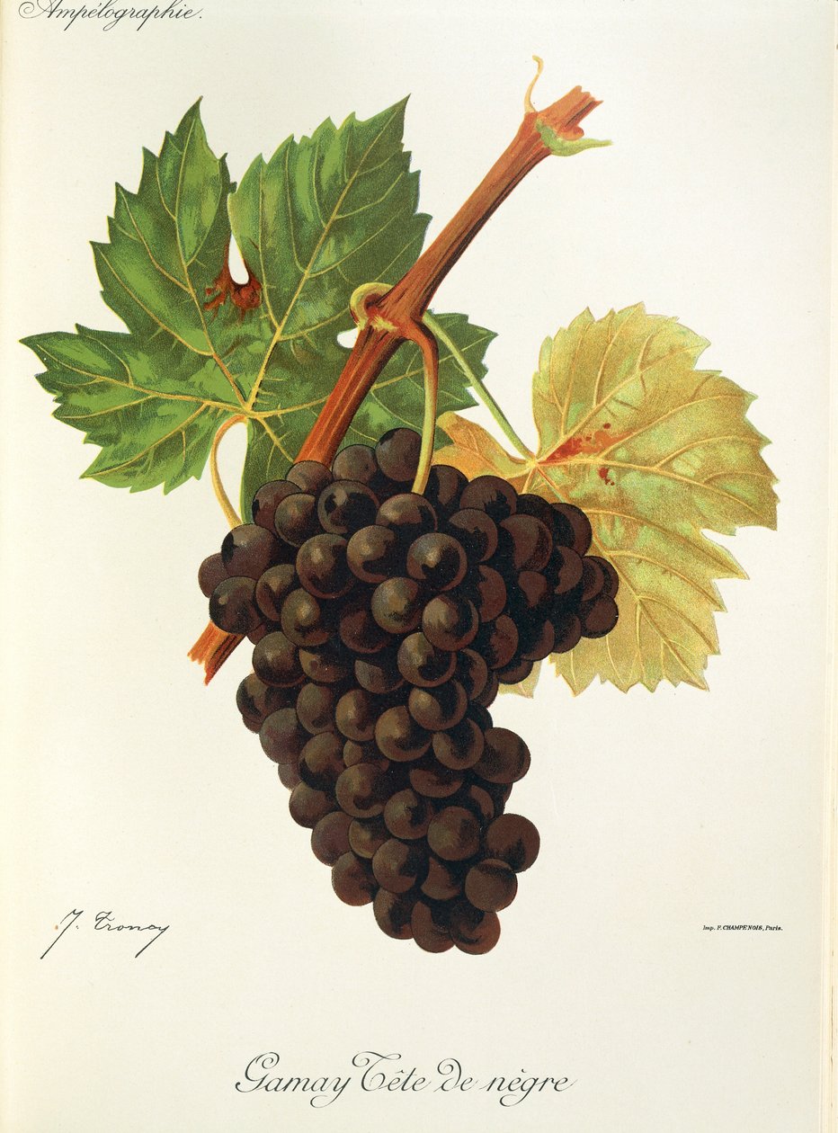 Gamay Tete de Negre-drue av J. Troncy av Jules Troncy