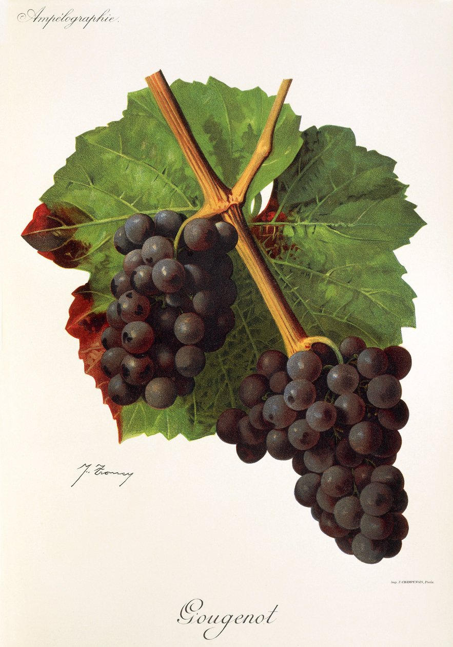 Gougenot-drue av J. Troncy av Jules Troncy